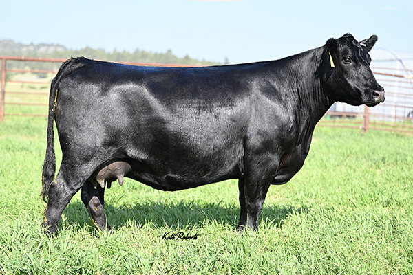 Markota Angus Ranch Females | Lisbon, Ohio